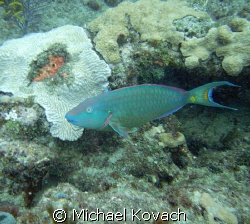 Parrot fish on the inside reef at Lauderdale by the Sea by Michael Kovach 